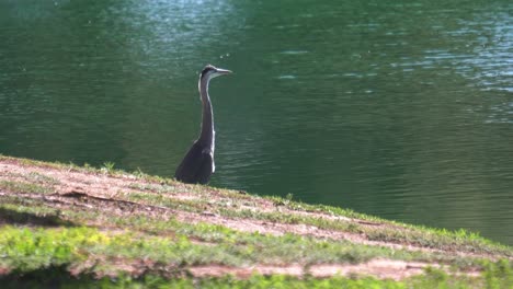 gran garza azul calentándose al sol de la mañana