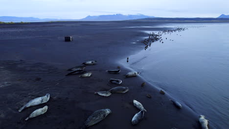 Vista-Aérea-Cinematográfica-De-Una-Colonia-De-Focas-Descansando-En-Una-Playa-De-Arena-Negra-De-Islandia.