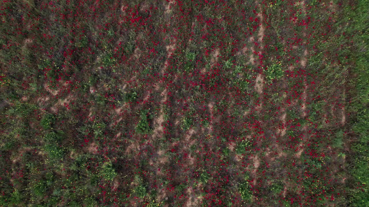 aire arriba hacia abajo elevándose por encima de las praderas con flores amarillas salpicadas de parches de arena, fondo de la naturaleza