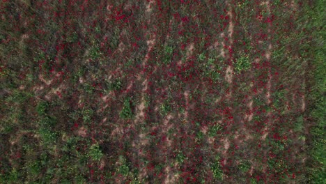 Luftaufnahme-Von-Oben-Nach-Unten-über-Grasland-Mit-Gelben-Blumen,-Gesprenkelt-Mit-Sandflecken,-Naturhintergrund
