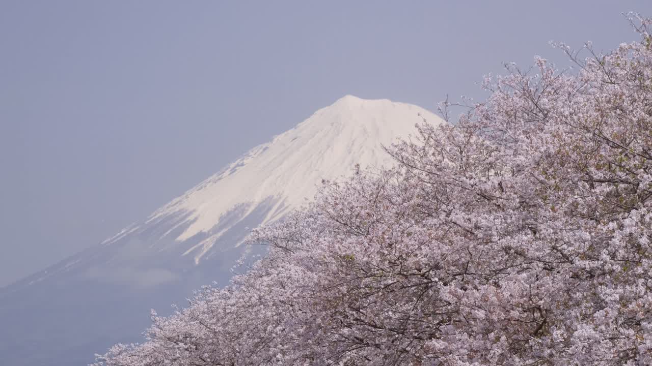 Stunning reveal shot of Mt. Fuji and Sakura trees in Spring
