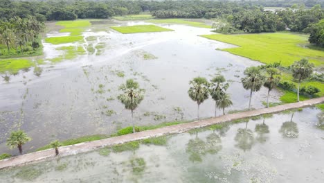 aerial view over heavy flooded rice paddy fields in bangladesh due to rising climate change