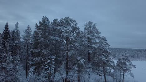 The-frozen-lake-and-forest-near-Borgvattnet,-Sweden