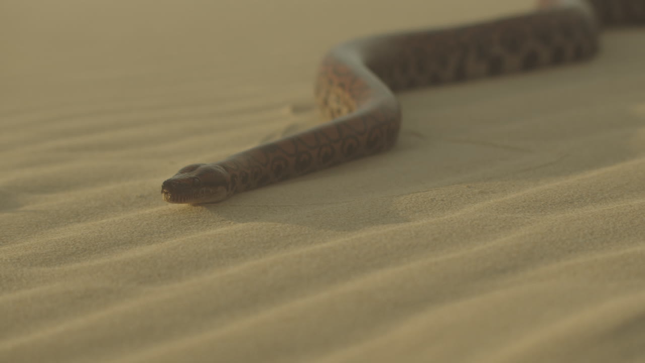 cerca de una gran serpiente sacando su lengua silbando mientras se desliza sobre la arena de la playa hacia la cámara en la duna