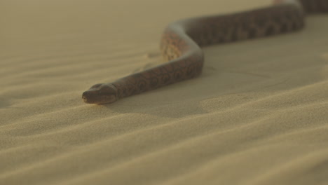 close up of large snake flicking its tongue out hissing while slithering over beach sand towards the camera in dune