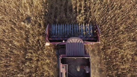 harvesting sunflower view vertically on top of the combine mechanism that quickly goes through the f