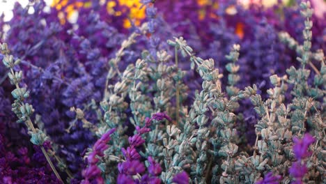 closeup of lavender flowers