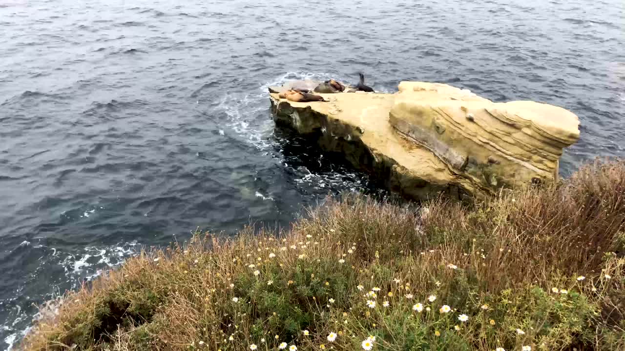 캘리포니아 라호야의 바위에서 쉬고 있는 바다사자