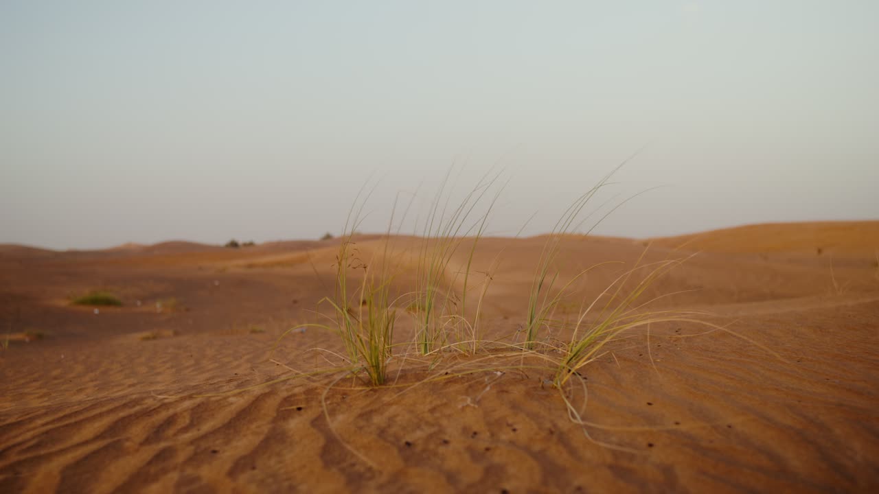 희박한 식물이 있는 사막 풍경