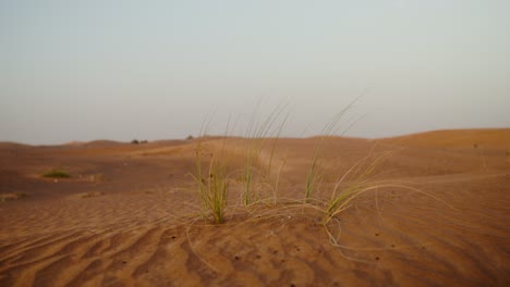paisaje desértico con escasa vegetación