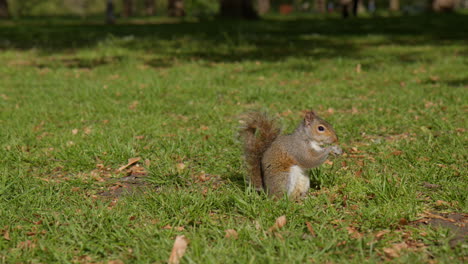 vista lateral de una ardilla comiendo en el parque verde en un día soleado en londres, reino unido