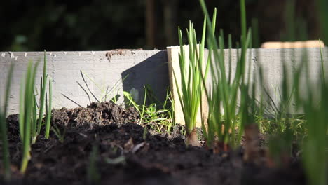 shot of shallots growing in a raised bed