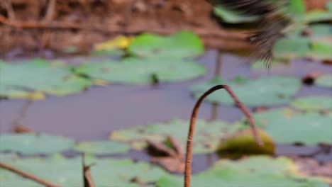 a small fast moving bird which is found almost everywhere in the world, most of the time flying around to catch some small insects