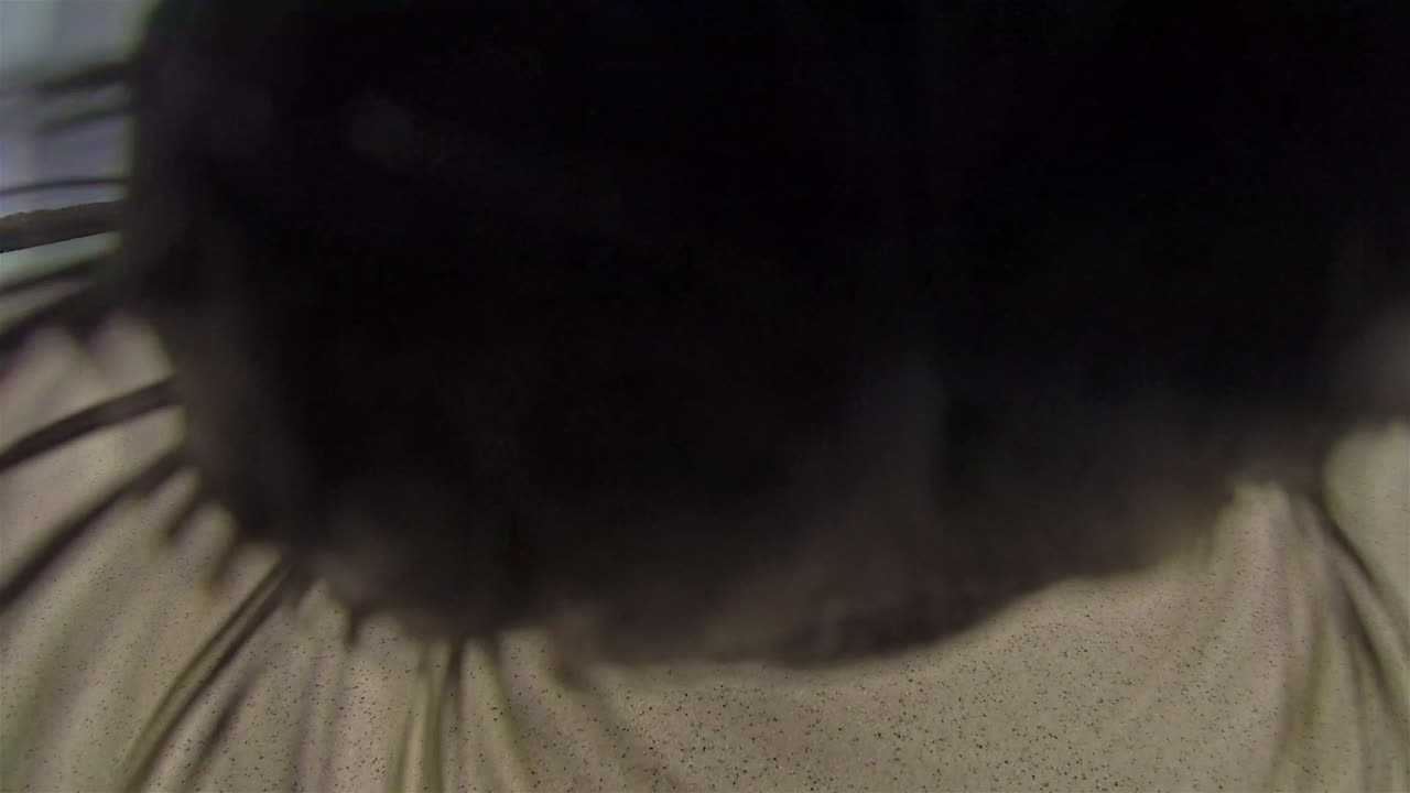 갈라파고스 국립공원 에콰도르의 에스파뇰라 섬 가드너 베이에서 카메라에 접근하는 갈라파고스 바다사자