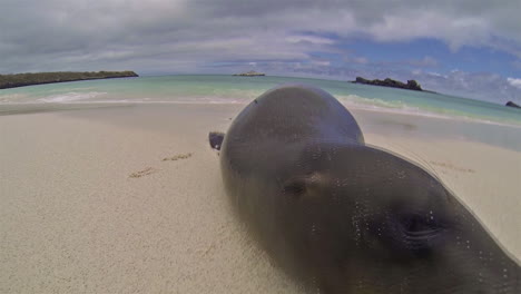 lew morski galapagos zbliża się do kamery w zatoce gardner na wyspie espanola w parku narodowym galapagos ekwador