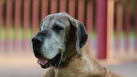 retrato de un perro de raza pura de gran danés en resolución 4k