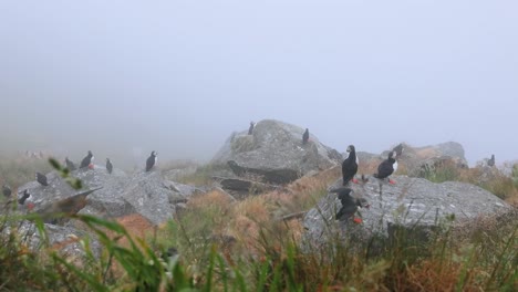 Atlantic-puffin-(Fratercula-arctica),-on-the-rock-on-the-island-of-Runde-(Norway).