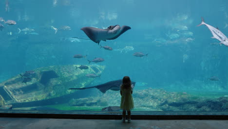 Niña-En-El-Acuario-Mirando-Mantarraya-Nadando-En-El-Tanque-Niño-Curioso-Observando-Animales-Marinos-En-El-Oceanario-Divirtiéndose-Aprendiendo-Sobre-La-Vida-Marina-En-El-Hábitat-Acuático