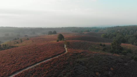 Flying-over-the-posbank-heather-in-full-bloom-during-sunrise,-aerial