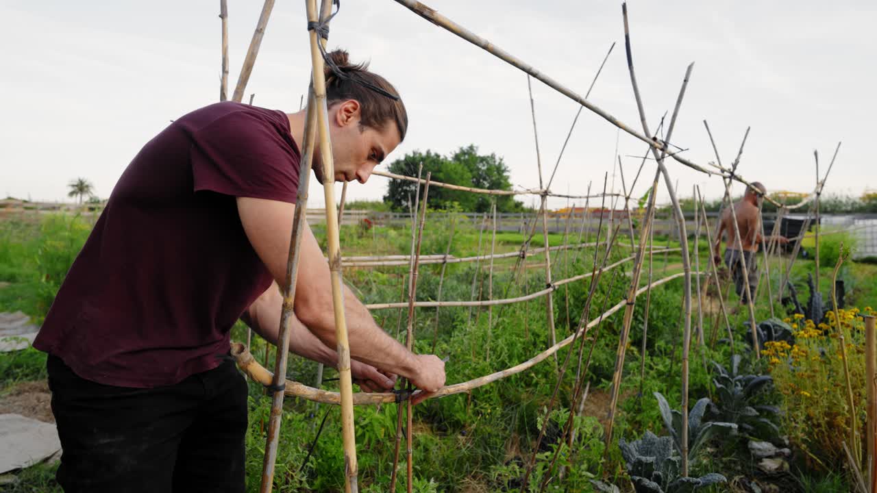 Young farmer building a bamboo trellis for plants