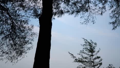 pov man lies on a green airy sofa on a sandy beach under a tree overlooking the ocean than looks up to the treetops