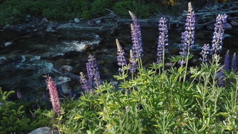 lupines at the edge of a river in patagonia