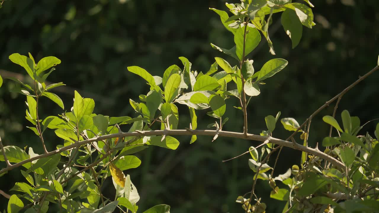 Discover intricate beauty of birds nesting amidst lush greenery