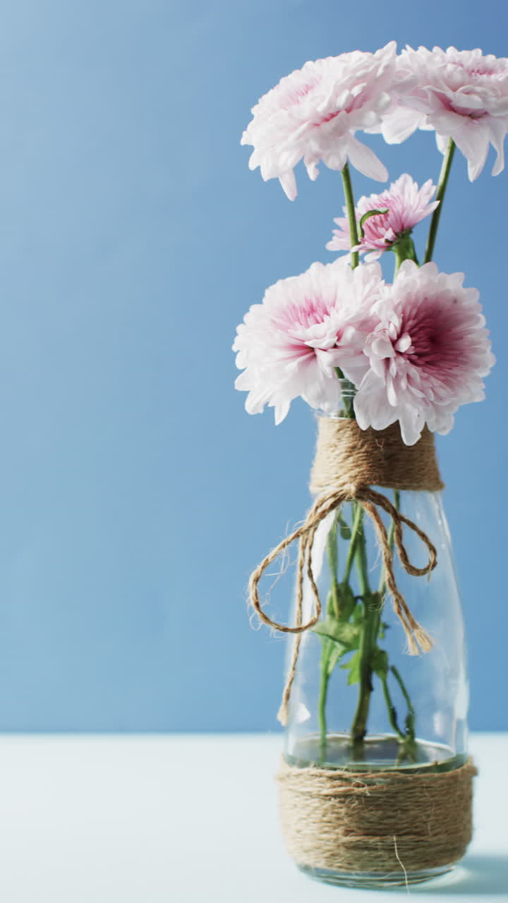 Vertical video of pink and white flowers in glass vase with copy space on blue background
