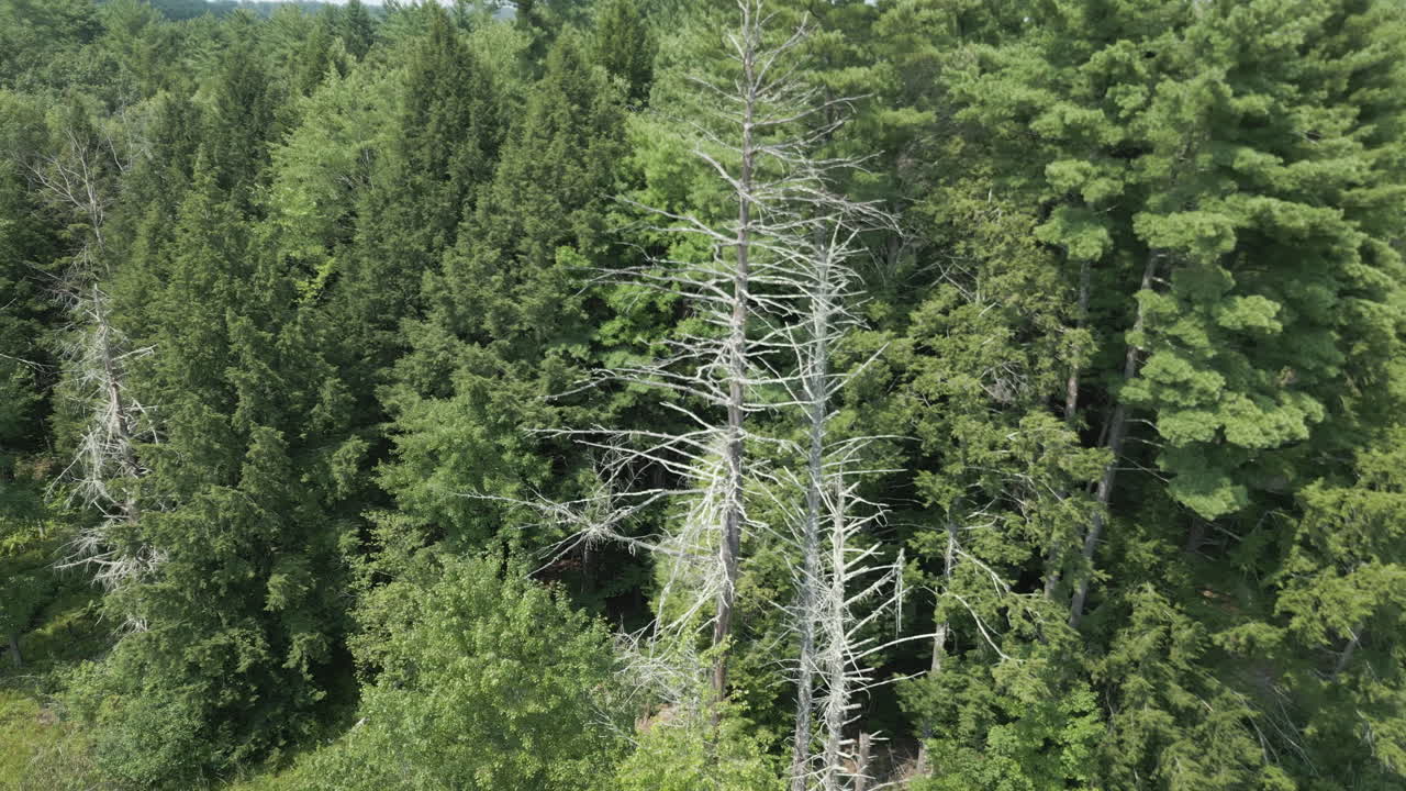 Orbit around barren diseased tree with no leaves left on it at edge of forest by Lake Fitzgerald Northampton Massachusetts