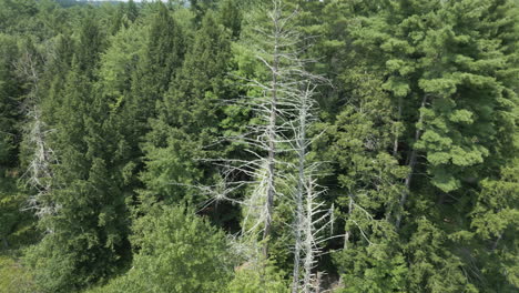 orbita alrededor de un árbol enfermo estéril sin hojas en el borde del bosque por el lago fitzgerald northampton massachusetts
