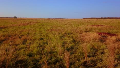 low flying drone shot over the dry fields in rural bahia