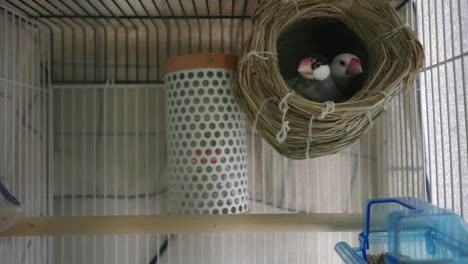 pair of small passerine java sparrow birds in a nest inside the metal railing cage in tokyo, japan