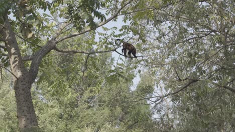 mono aullador caminando entre árboles altos, movimiento deslizante que revela detrás del árbol