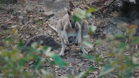 a kangaroo mother is looking for her joey