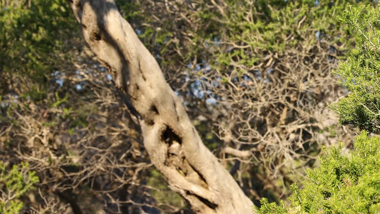 바람에 흔들리는 차나무