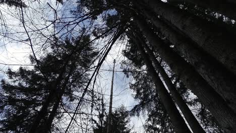 abstract long shot of logger climbed up a delimbed tree and cutting the top off