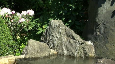 decorative rocks and a rhododendron in bloom line the edge of a pond