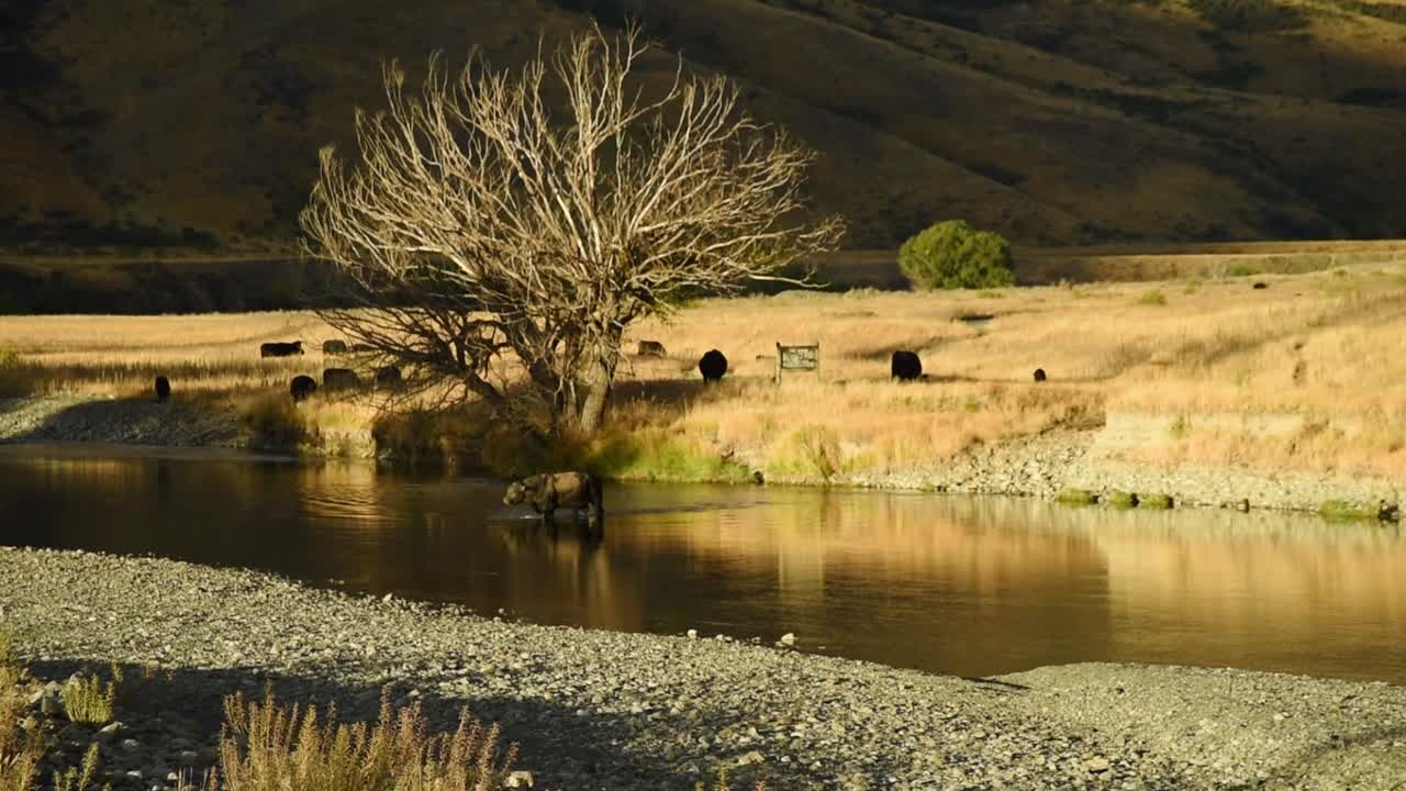 Black cow is crossin a river. Golden coloured grassland in the background.
