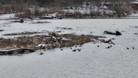 Paisaje-Invernal-Del-Lago-Sequoyah-Con-Aves-Silvestres-En-El-Agua,-Aéreo