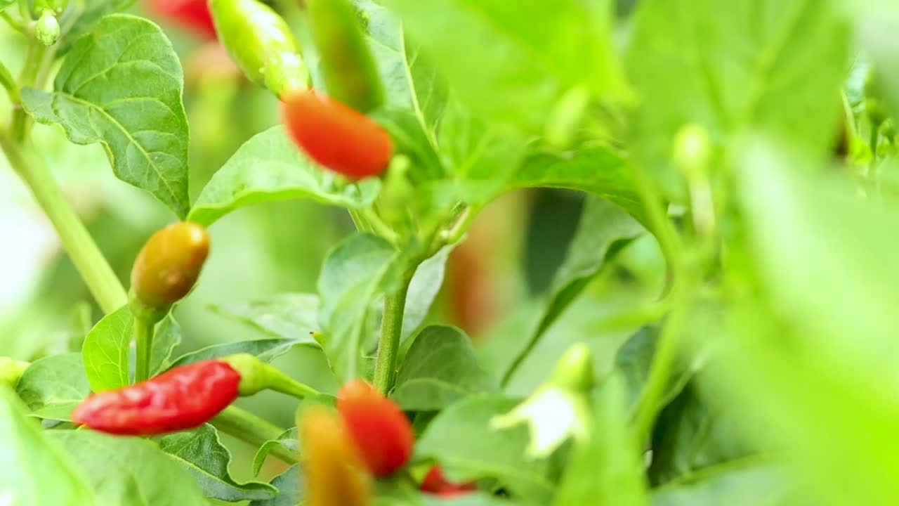 Vista macro di vibranti peperoncini rossi e verdi che crescono tra una lussureggiante vegetazione da giardino.