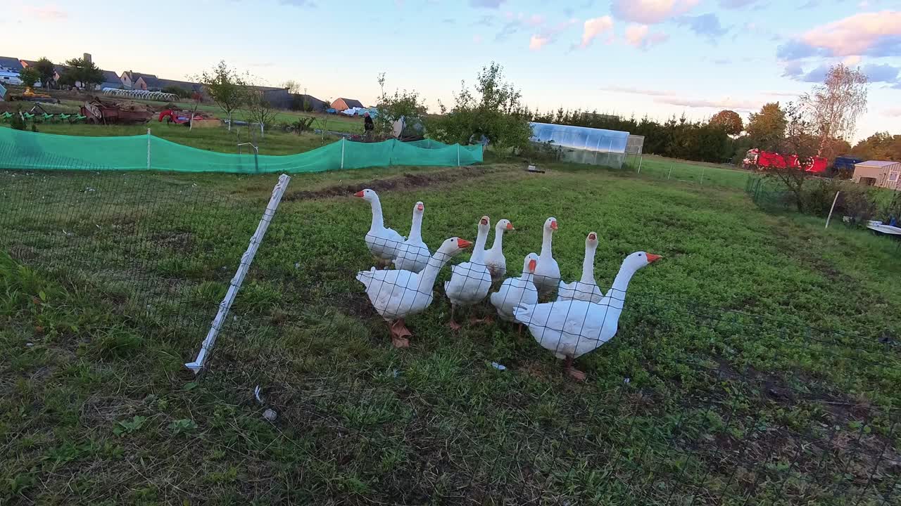 A group of geese standing inside a fenced area on a farm with green grass and distant buildings in the background. Ideal for themes related to farming, livestock, agriculture, and rural life.