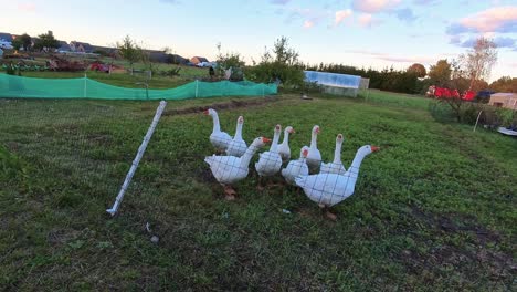 a group of geese standing inside a fenced area on a farm with green grass and distant buildings in the background. ideal for themes related to farming, livestock, agriculture, and rural life.