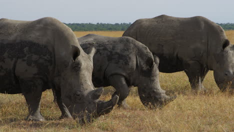 3 white rhinoceros grazing in ol pejeta, kenya