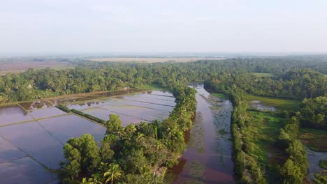 paddy field in kerala,field edges, land prepared for cultivation ,the field has been plowed and watered for cultivation, rice fields in asia , high angle shot , aerial shoot