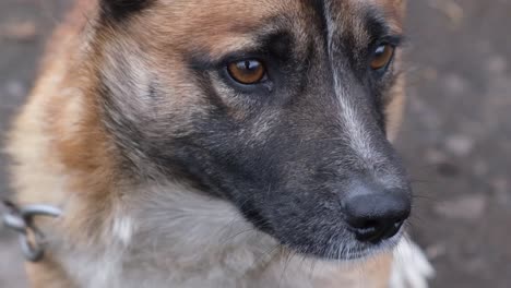 close-up of a dog