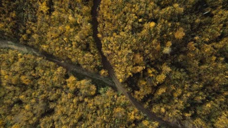 Multi-colored-forest-landscape-at-autumn-day-with-road