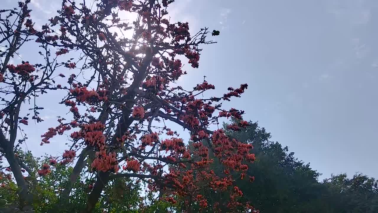 View of blooming flame tree with vibrant orange flowers against sky.