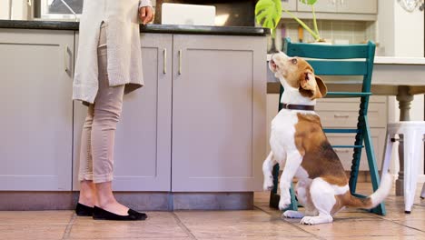 perro desesperado mirando a su dueño y ladrando 4k 4k