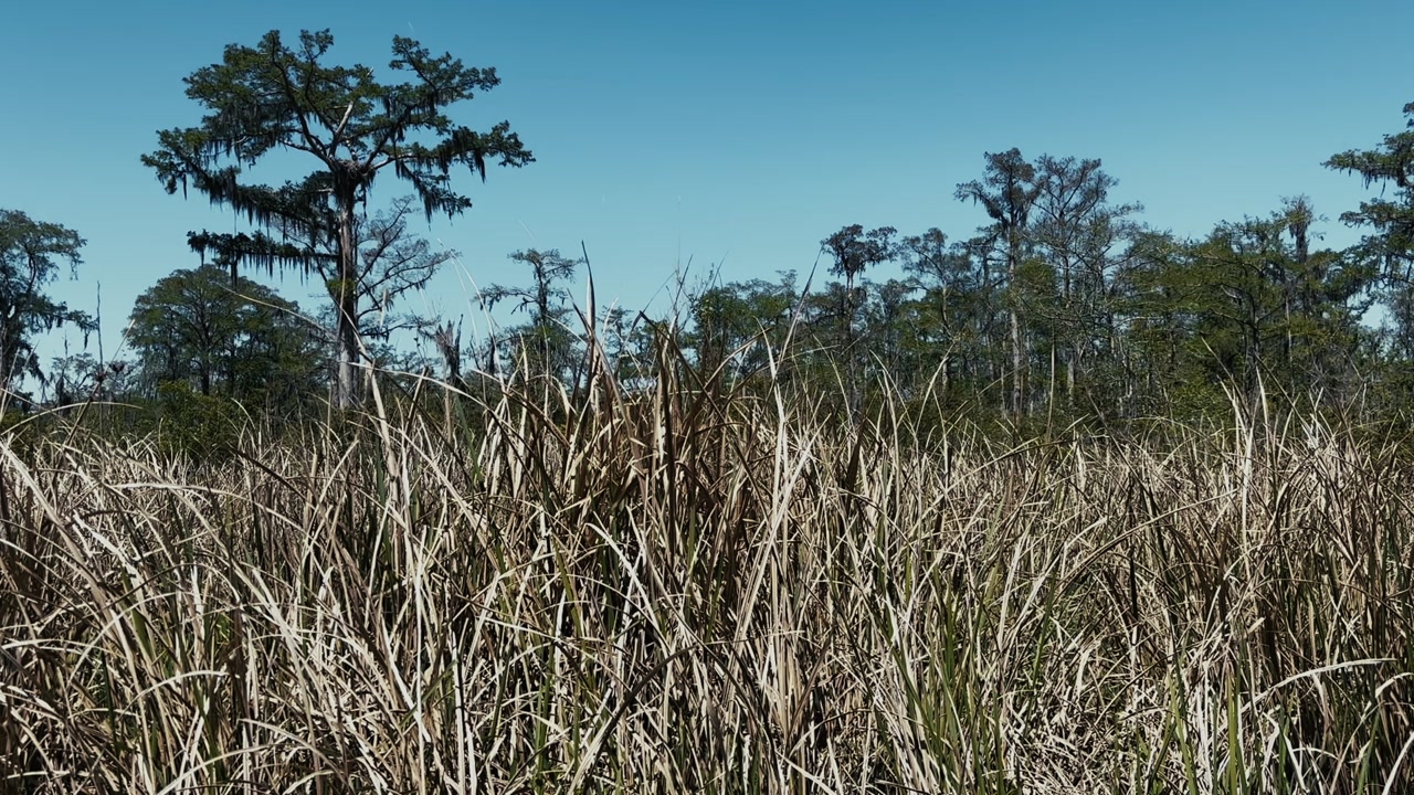 dense wetland grasses with cypress trees in louisiana bayou landscape