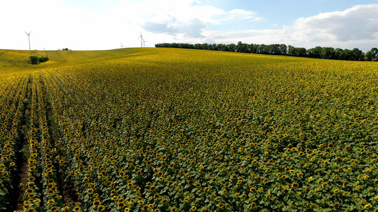 Girasoli in fiore su campi con turbine eoliche sullo sfondo al tramonto